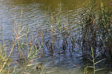 Ağaçlar ve çalılar İsrail 'in kuzeyindeki bir şehir parkında bir nehrin kıyısında yetişir.. 