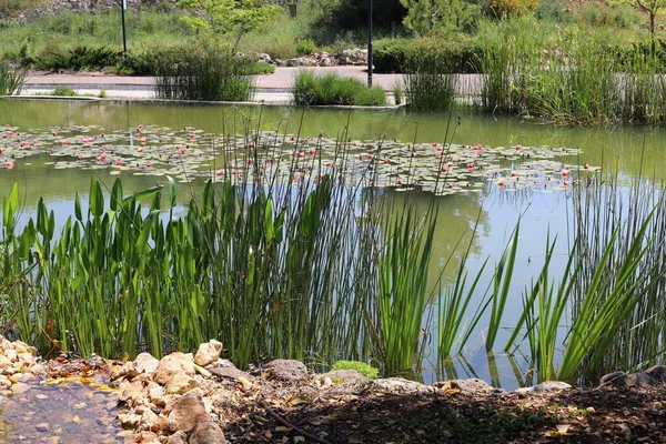 Trees and shrubs grow on the banks of a river in a city park in northern Israel.