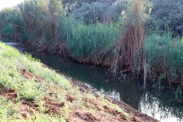 Ağaçlar ve çalılar İsrail 'in kuzeyindeki bir şehir parkında bir nehrin kıyısında yetişir.. 