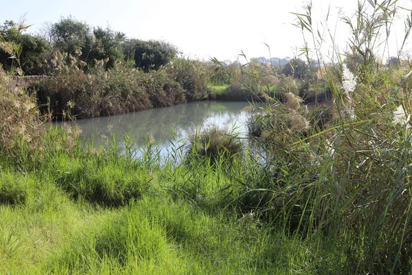 Ağaçlar ve çalılar İsrail 'in kuzeyindeki bir şehir parkında bir nehrin kıyısında yetişir.. 