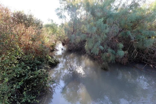 Ağaçlar ve çalılar İsrail 'in kuzeyindeki bir şehir parkında bir nehrin kıyısında yetişir.. 
