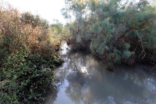 Alberi Arbusti Crescono Sulle Rive Fiume Parco Cittadino Nel Nord — Foto Stock