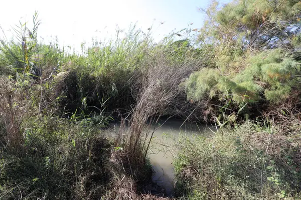 Ağaçlar ve çalılar İsrail 'in kuzeyindeki bir şehir parkında bir nehrin kıyısında yetişir.. 