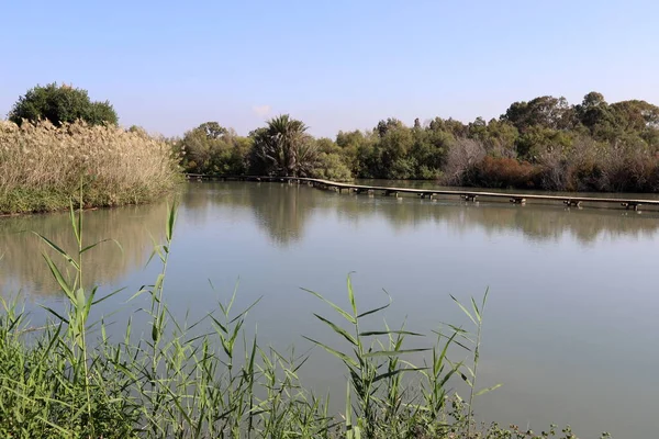 Árvores Arbustos Crescem Nas Margens Rio Parque Cidade Norte Israel — Fotografia de Stock