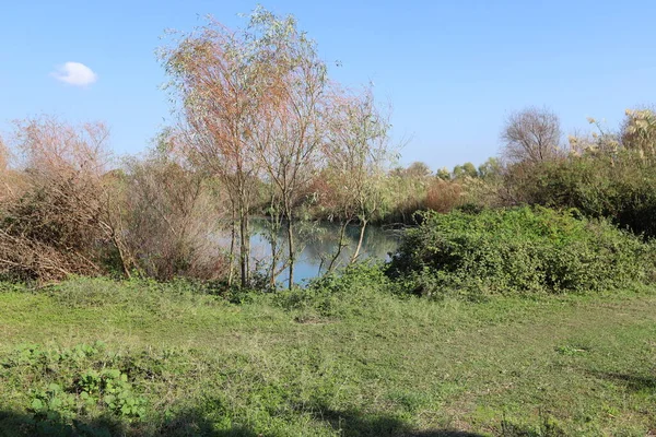 Ağaçlar Çalılar Srail Kuzeyindeki Bir Şehir Parkında Bir Nehrin Kıyısında — Stok fotoğraf