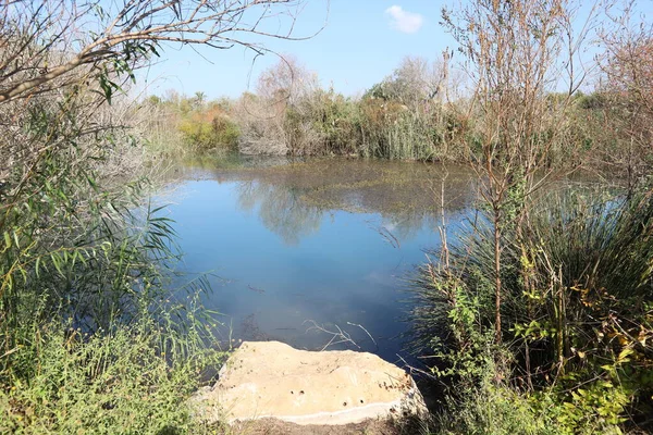 Árboles Arbustos Crecen Orillas Río Parque Ciudad Norte Israel — Foto de Stock