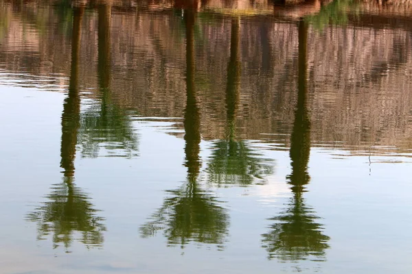 Arbres Arbustes Poussent Sur Les Rives Une Rivière Dans Parc — Photo