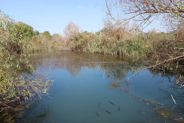 Ağaçlar ve çalılar İsrail 'in kuzeyindeki bir şehir parkında bir nehrin kıyısında yetişir.. 