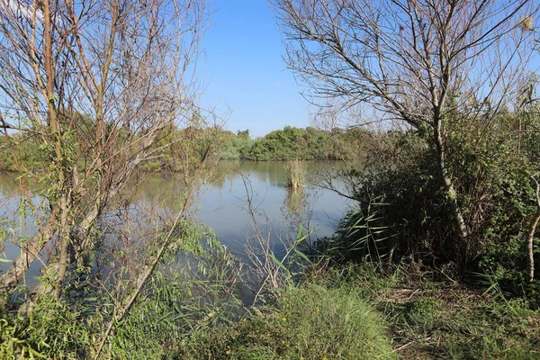 Árboles Arbustos Crecen Orillas Río Parque Ciudad Norte Israel —  Fotos de Stock