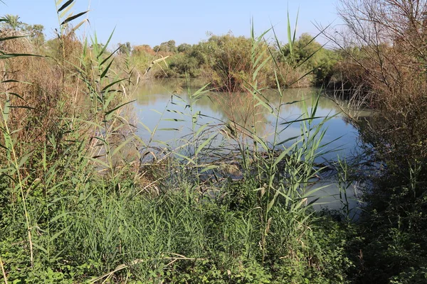 Ağaçlar ve çalılar İsrail 'in kuzeyindeki bir şehir parkında bir nehrin kıyısında yetişir.. 