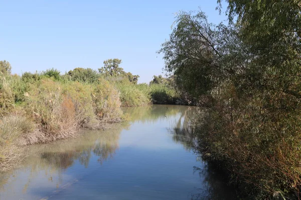 Arbres Arbustes Poussent Sur Les Rives Une Rivière Dans Parc — Photo