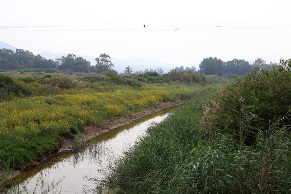 Ağaçlar ve çalılar İsrail 'in kuzeyindeki bir şehir parkında bir nehrin kıyısında yetişir.. 