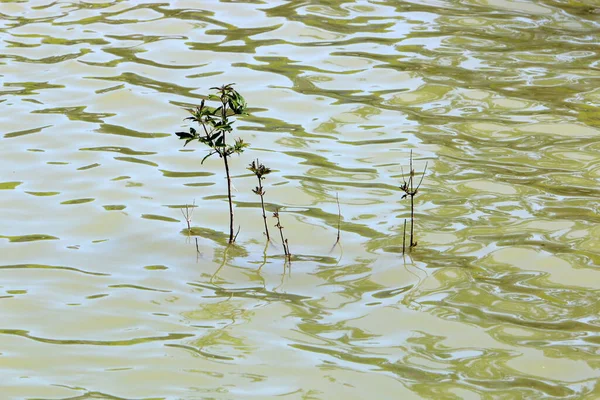 Trees and shrubs grow on the banks of a river in a city park in northern Israel.