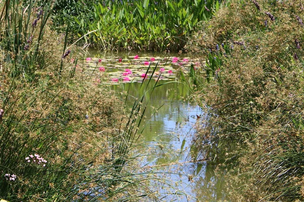 Trees and shrubs grow on the banks of a river in a city park in northern Israel.