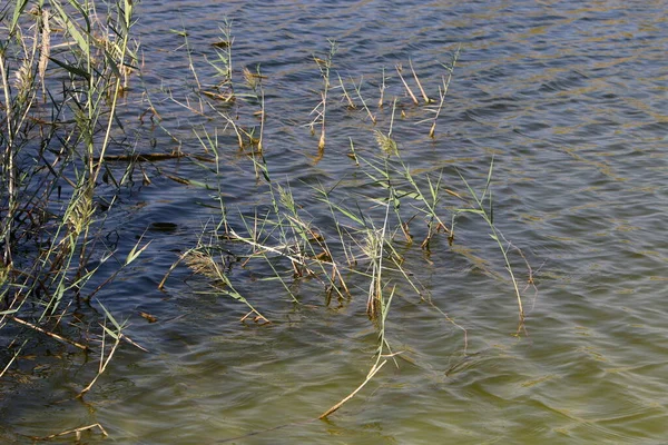 Bomen Struiken Groeien Aan Oevers Van Een Rivier Een Stadspark — Stockfoto