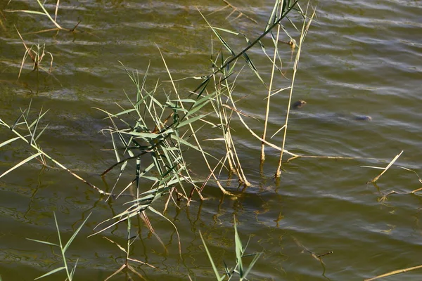 Alberi Arbusti Crescono Sulle Rive Fiume Parco Cittadino Nel Nord — Foto Stock