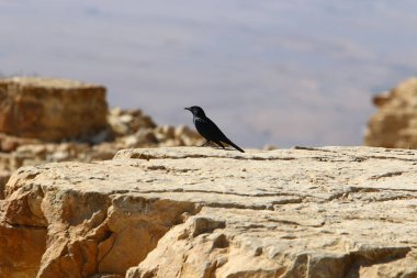 İsrail 'in güneyindeki Negev Çölü' ndeki Ramon Krateri 'ndeki dağ manzarası. Krater yaklaşık 40 km uzunluğunda, 9 km genişliğinde ve 350 m derinliğindedir.. 