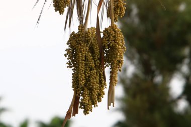Kuzey İsrail 'de sonbaharda bir şehir parkında ağaçlardaki orman meyveleri ve çalılar 