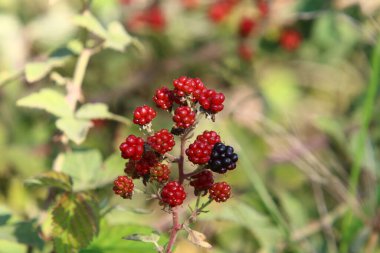 Kuzey İsrail 'de sonbaharda bir şehir parkında ağaçlardaki orman meyveleri ve çalılar 