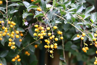 Kuzey İsrail 'de sonbaharda bir şehir parkında ağaçlardaki orman meyveleri ve çalılar 