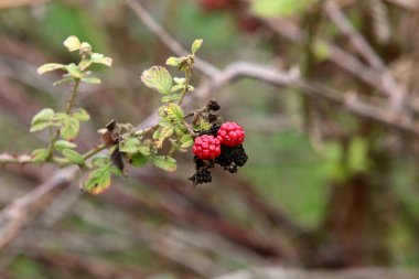 Kuzey İsrail 'de sonbaharda bir şehir parkında ağaçlardaki orman meyveleri ve çalılar 