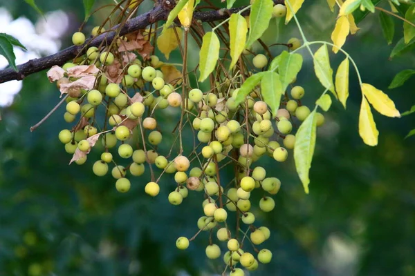 Bacche Foresta Alberi Arbusti Parco Cittadino Autunno Nel Nord Israele — Foto Stock