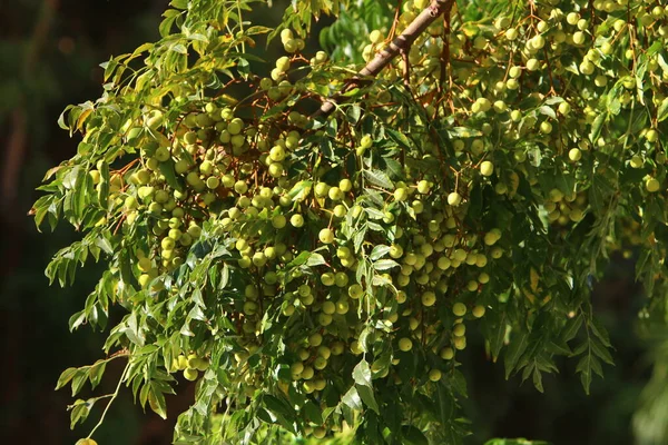 Bacche Foresta Alberi Arbusti Parco Cittadino Autunno Nel Nord Israele — Foto Stock