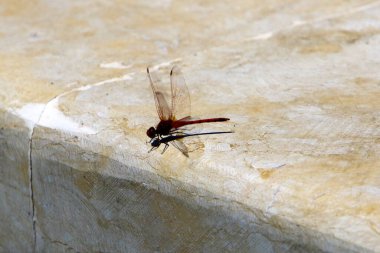Yusufçuk, iki çift şeffaf kanadı olan yırtıcı bir böcektir. 