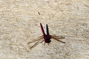 Yusufçuk, iki çift şeffaf kanadı olan yırtıcı bir böcektir. 