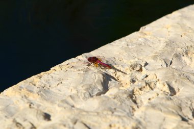 Yusufçuk, iki çift şeffaf kanadı olan yırtıcı bir böcektir. 
