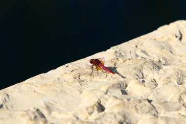 Yusufçuk, iki çift şeffaf kanadı olan yırtıcı bir böcektir. 