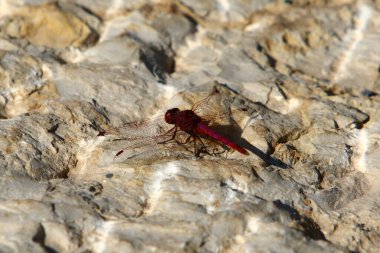Yusufçuk, iki çift şeffaf kanadı olan yırtıcı bir böcektir. 