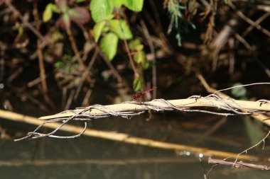 Yusufçuk, iki çift şeffaf kanadı olan yırtıcı bir böcektir. 
