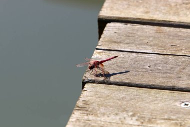 Yusufçuk, iki çift şeffaf kanadı olan yırtıcı bir böcektir. 