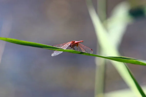 Dragonfly Είναι Ένα Αρπακτικό Έντομο Δύο Ζεύγη Των Μεγάλων Διαφανών — Φωτογραφία Αρχείου
