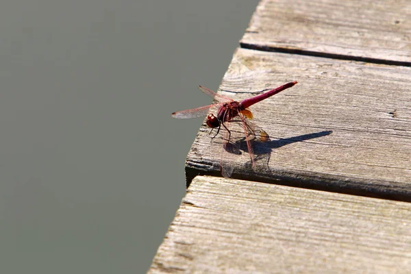 Libellula Insetto Predatore Con Due Paia Grandi Ali Trasparenti — Foto Stock