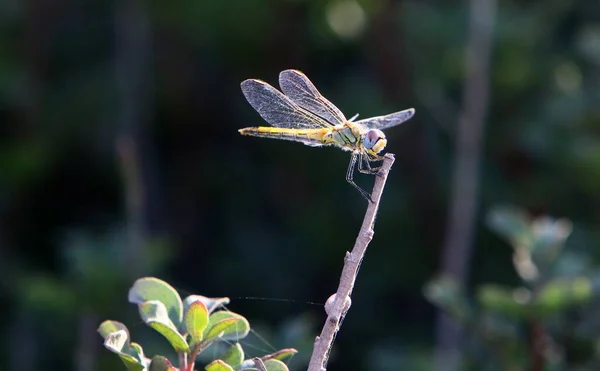 Dragonfly Rovdjursinsekt Med Två Par Stora Genomskinliga Vingar — Stockfoto