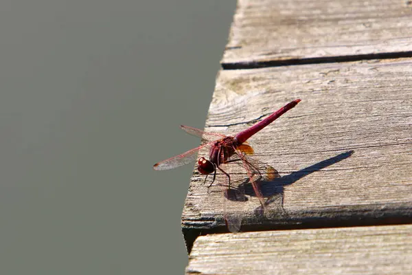 Libellula Insetto Predatore Con Due Paia Grandi Ali Trasparenti — Foto Stock