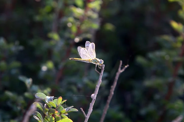 Dragonfly Predatory Insect Two Pairs Large Transparent Wings — Stock Photo, Image