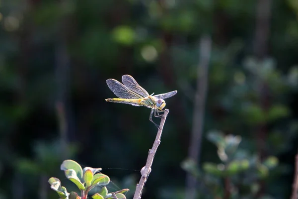 Libellule Est Insecte Prédateur Avec Deux Paires Grandes Ailes Transparentes — Photo