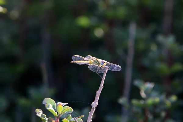 Dragonfly Rovdjursinsekt Med Två Par Stora Genomskinliga Vingar — Stockfoto