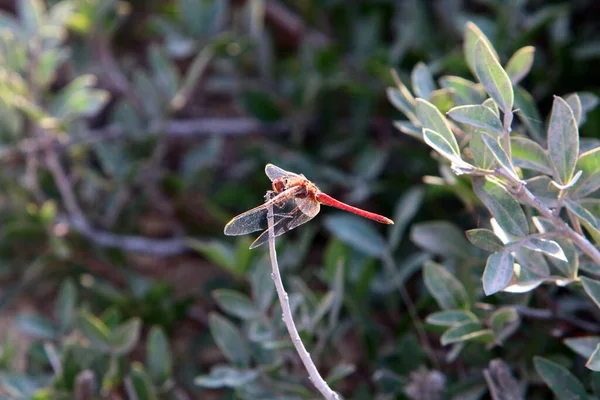 Libelle Ist Ein Räuberisches Insekt Mit Zwei Paaren Großer Transparenter — Stockfoto