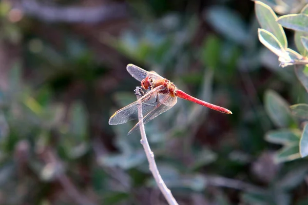 Dragonfly Rovdjursinsekt Med Två Par Stora Genomskinliga Vingar — Stockfoto