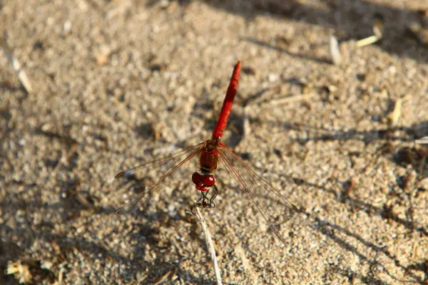 Libellula Insetto Predatore Con Due Paia Grandi Ali Trasparenti — Foto Stock