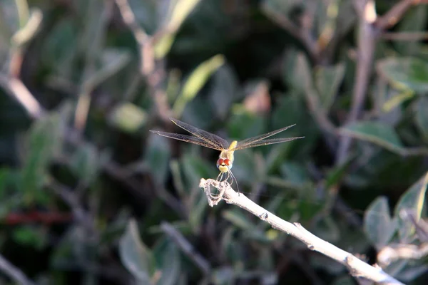 Dragonfly Predatory Insect Two Pairs Large Transparent Wings — Stock Photo, Image