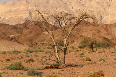 İsrail 'in güneyindeki Negev Çölü' ndeki Eilat Dağları. Kayalar kum taşlarından, volkanik kayalardan ve volkanik kayalardan oluşur. 