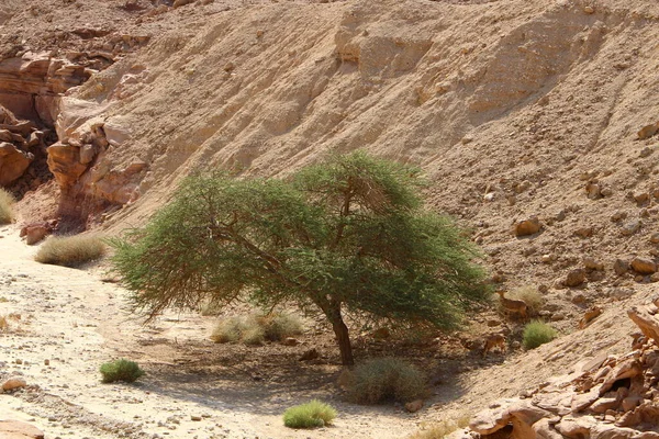 Eilat Hegység Negev Sivatagban Dél Izraelben Kövek Homokkövekből Magvakból Vulkáni — Stock Fotó