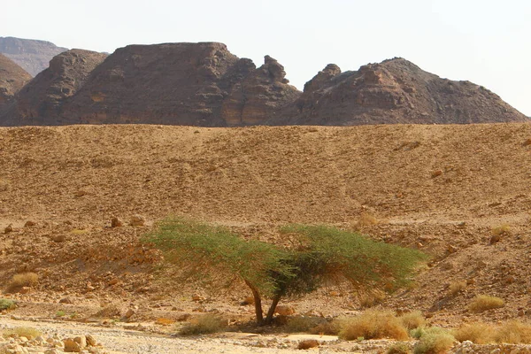 Eilat Hegység Negev Sivatagban Dél Izraelben Kövek Homokkövekből Magvakból Vulkáni — Stock Fotó