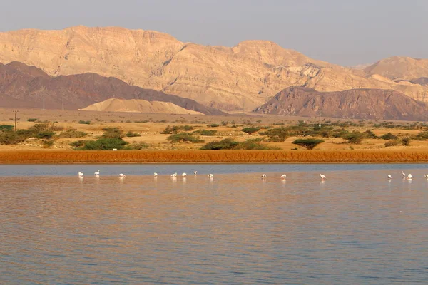 Montanhas Eilat Deserto Negev Sul Israel Rochas São Compostas Por — Fotografia de Stock