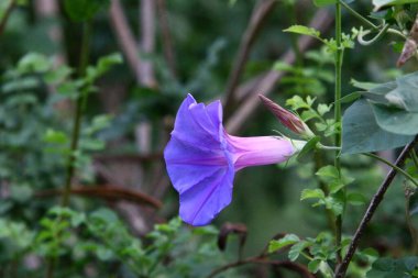 Kuzey İsrail 'de bir şehir parkında sonbahar çiçekleri. Yağmur mevsiminde İsrail 'de doğa çiçek açar. 